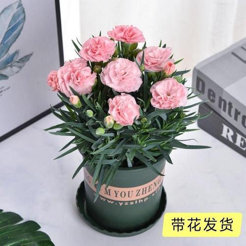 康乃馨盆栽 四季开花的室内阳台佳选，好养绿植与礼品花卉的理想之选