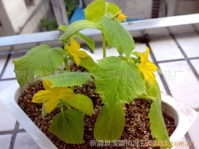 指尖上的绿意 花卉微型盆景DIY，创意礼品与地摊经济的完美结合